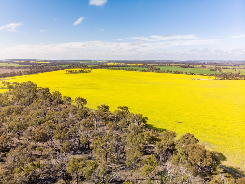 an aerial view of a field of yellow flowers