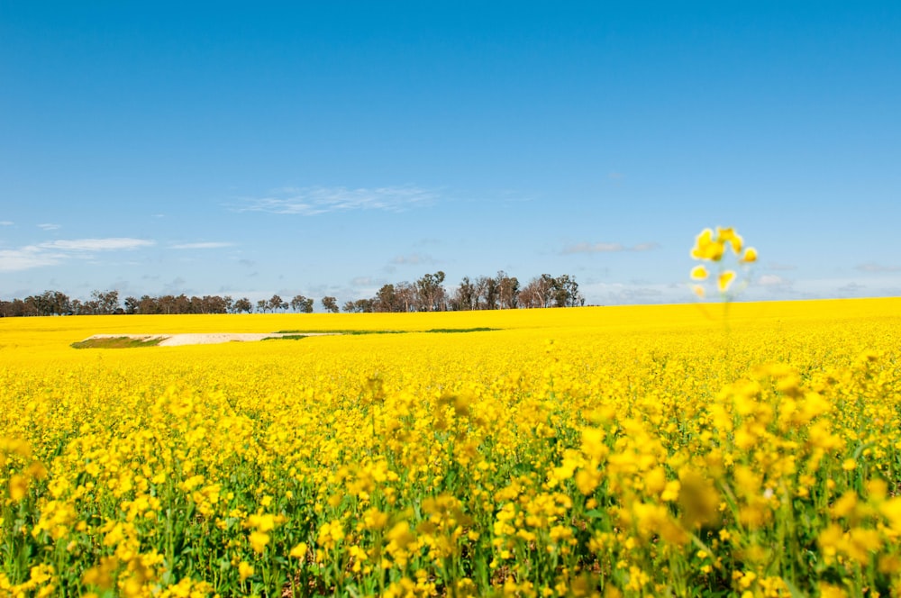 a field of yellow flowers under a blue sky