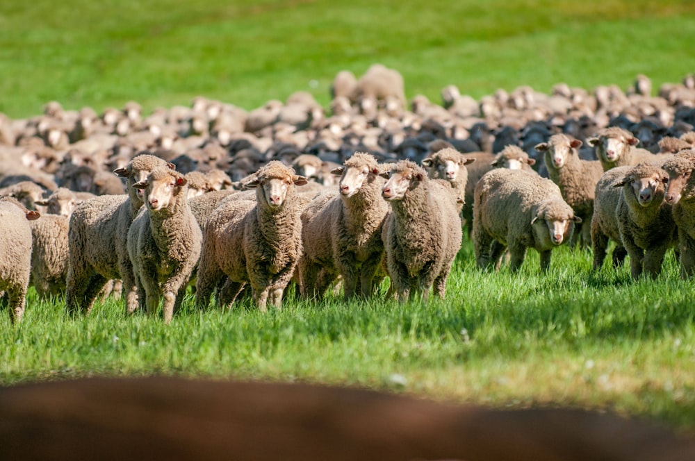 a herd of sheep standing on top of a lush green field