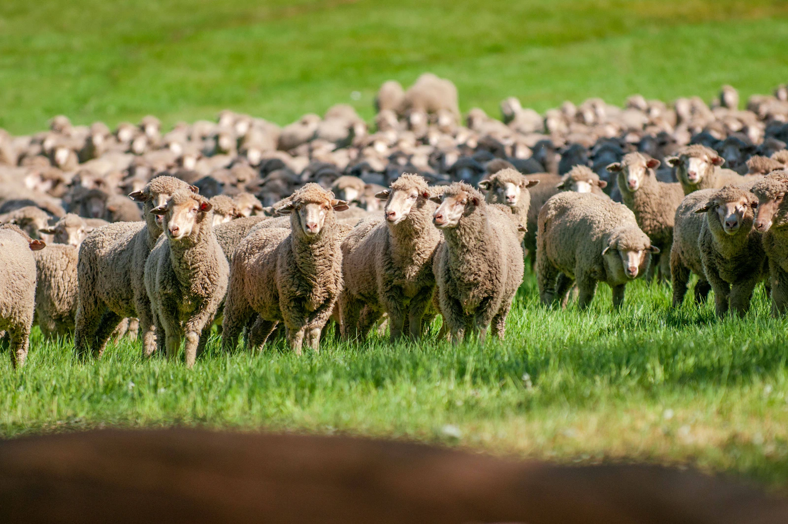 Merino flock on open pasture
