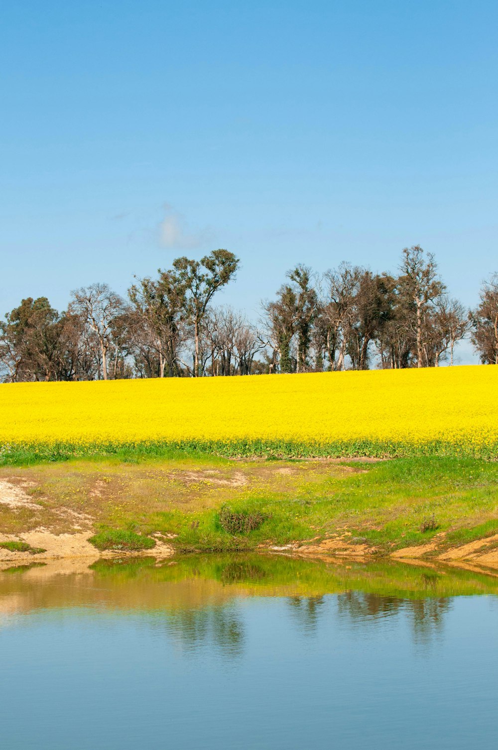 a field of yellow flowers next to a body of water