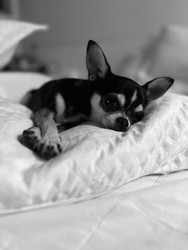 A small dog comfortably resting on a soft, quilted pillow. Its eyes appear relaxed and sleepy, conveying a sense of coziness and tranquility.