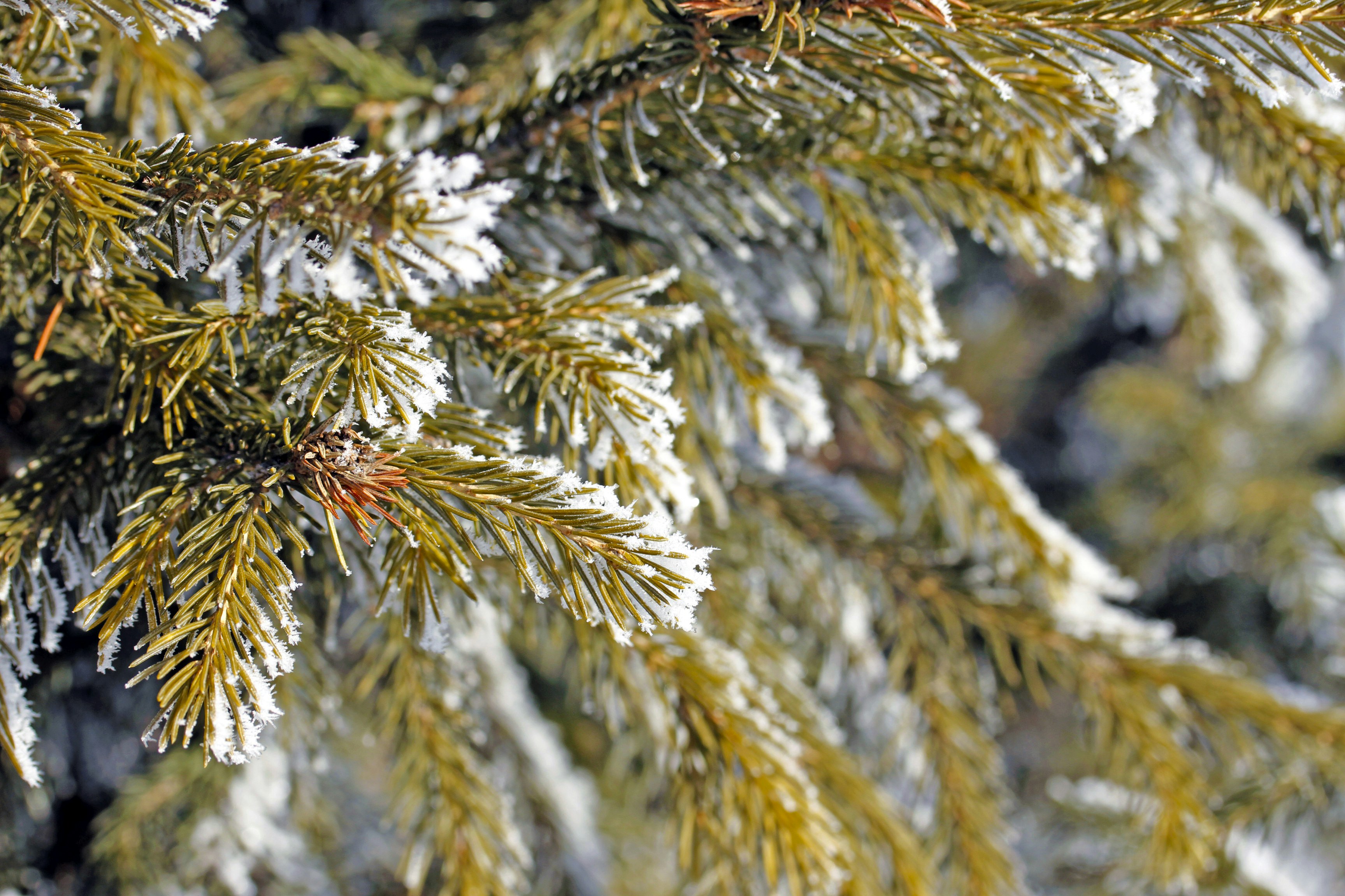 a close up of a pine tree with snow on it