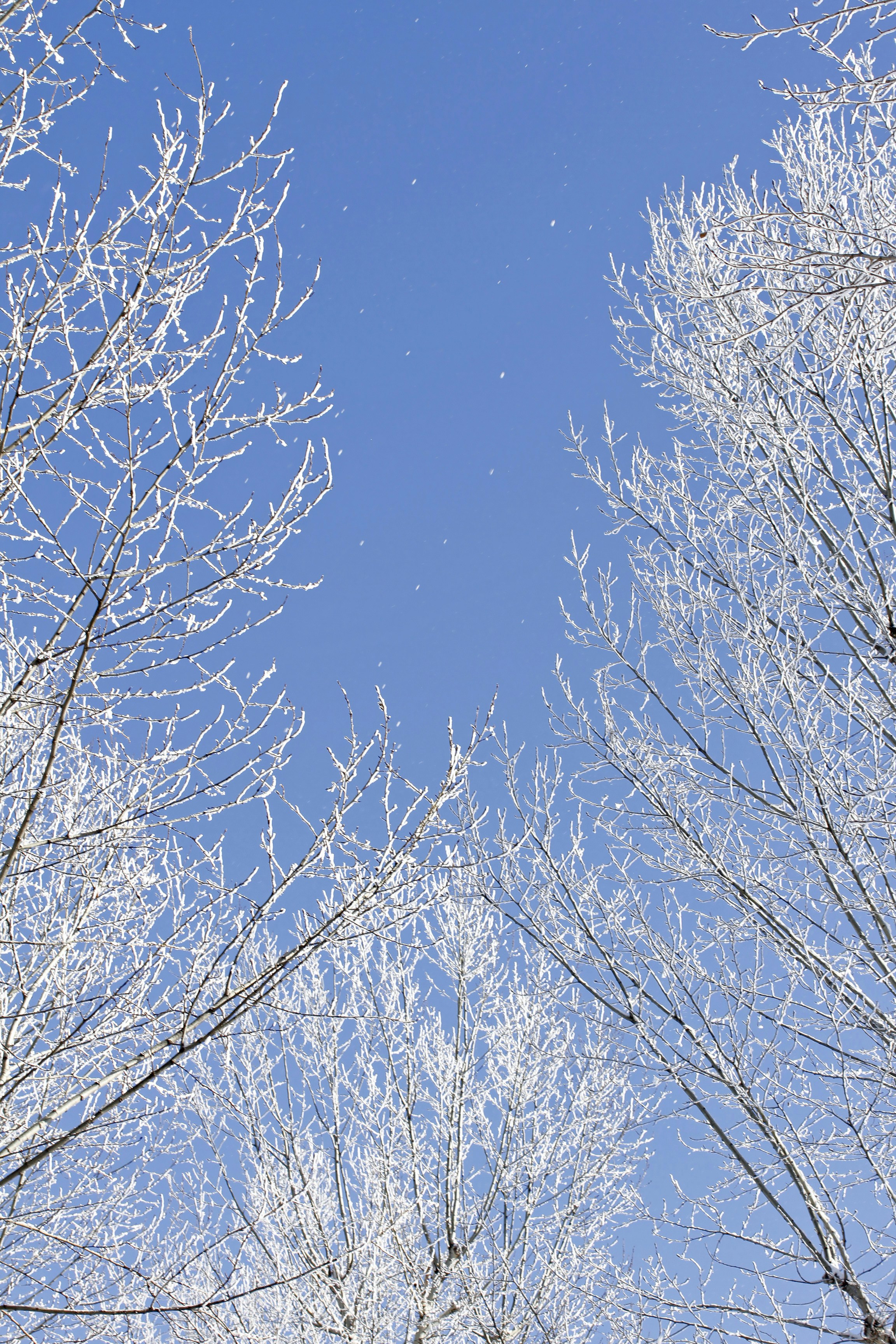 a clear blue sky is seen through the branches of a tree