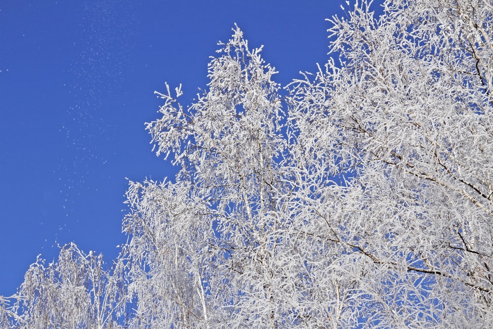 a snow covered tree with a blue sky in the background