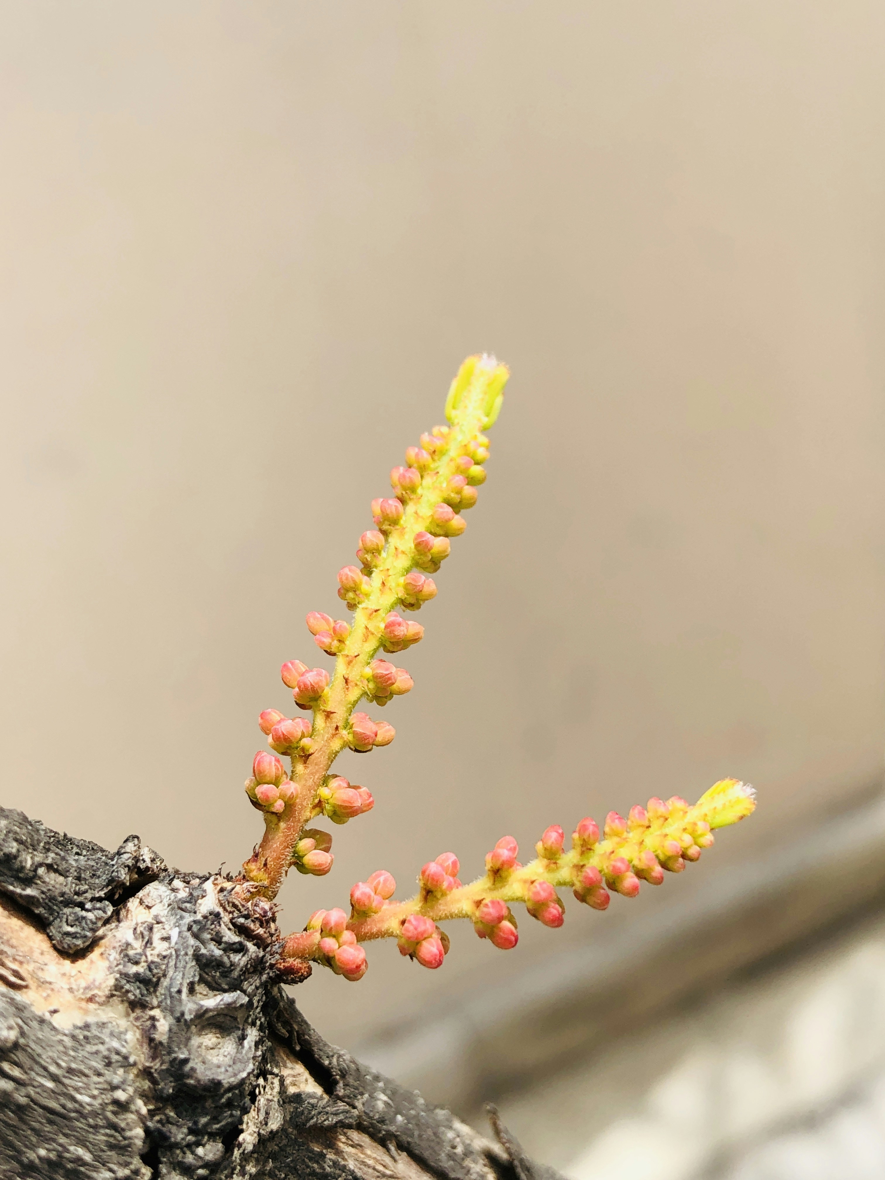 Understanding Hybrid THCA Buds and Their Unique Gassy Terpene Profiles