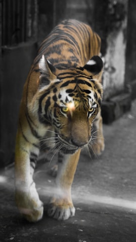 A team carefully coordinating the transfer of a large tiger within safe, padded transport crates.