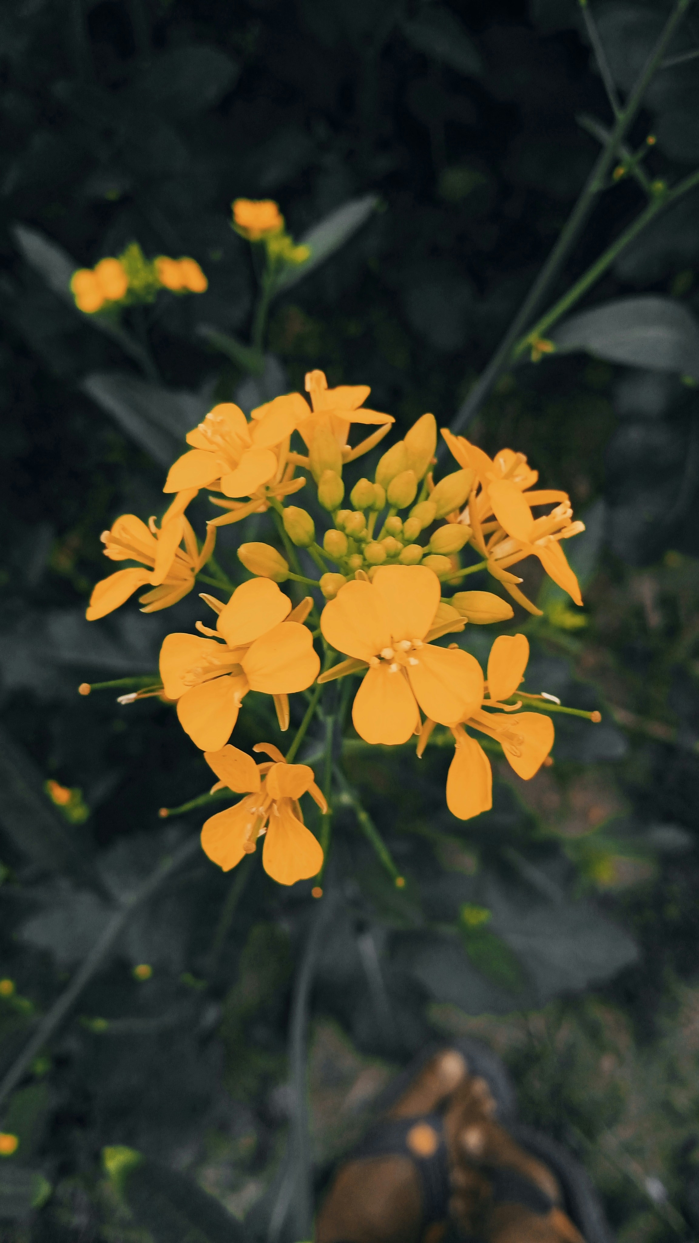 close-up bunga kuning pada tanaman