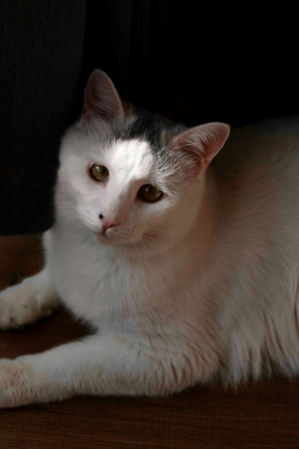 a white and black cat laying on a wooden floor