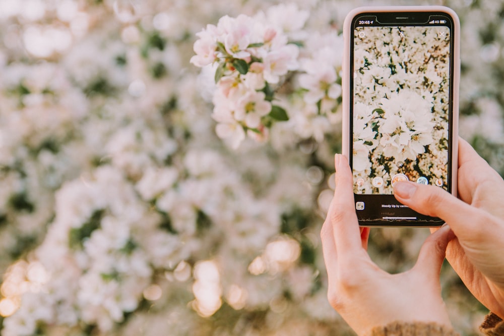 une personne prenant une photo de fleurs avec un téléphone portable