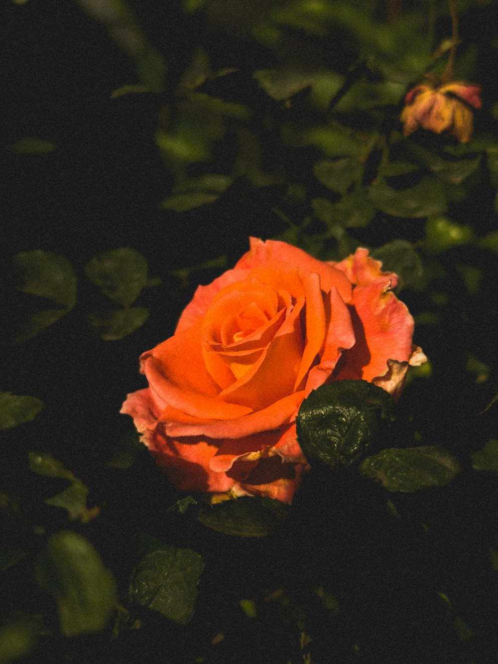 a single orange rose sitting in the middle of a bush