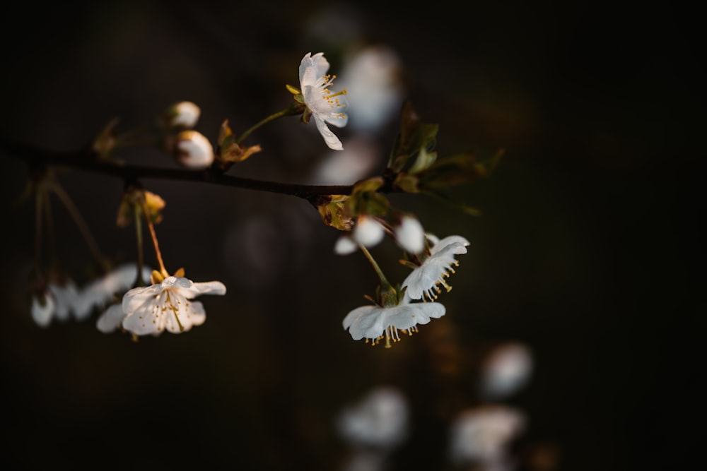 a branch with white flowers in the dark