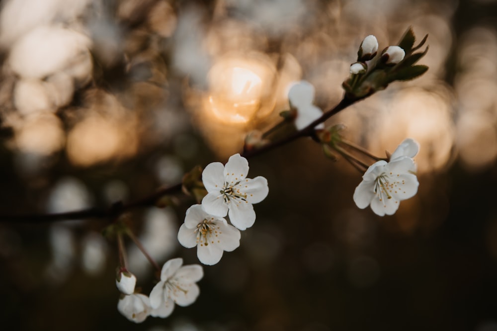 a close up of a branch with white flowers