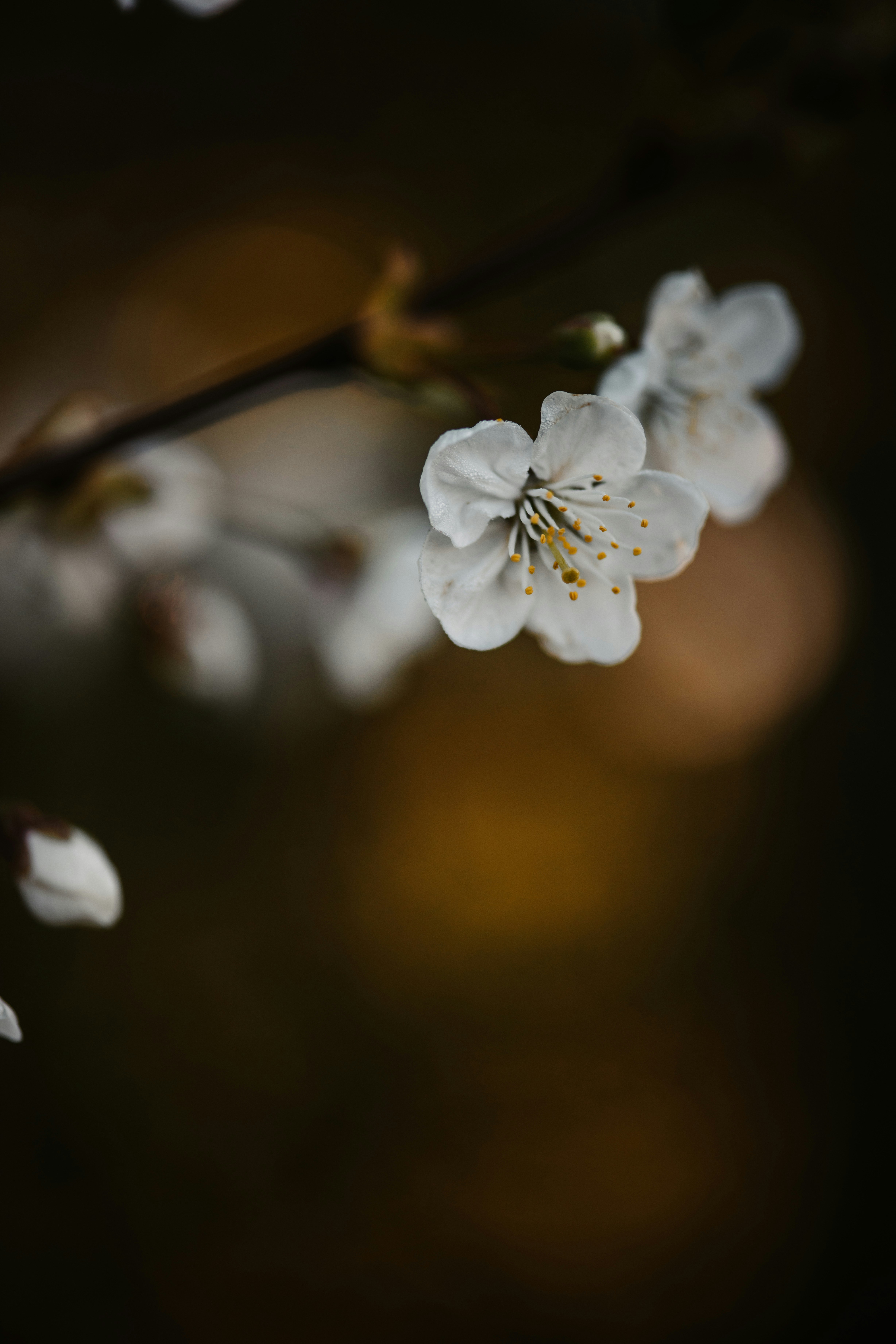 Photo by anitaaustvika