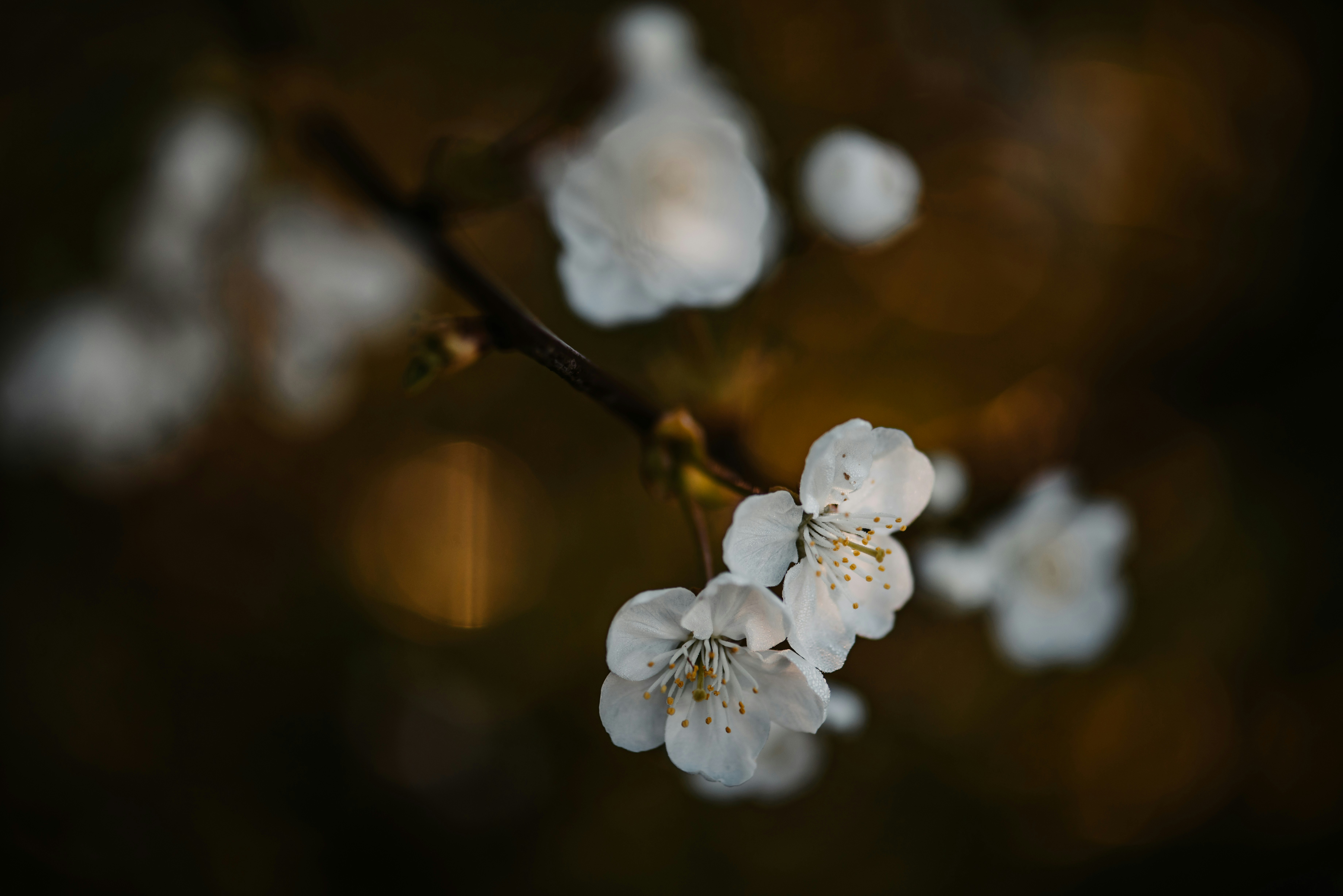 Photo by anitaaustvika