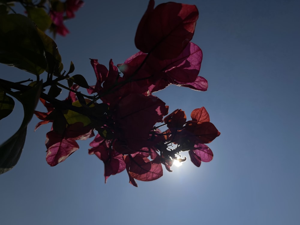 the sun shines through the leaves of a plant