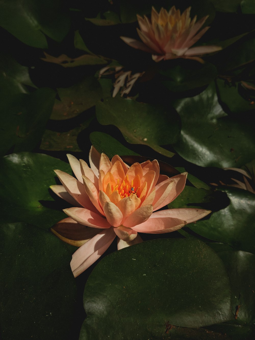 a pink water lily floating on top of green leaves