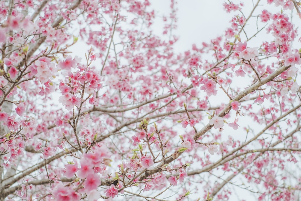 a tree with lots of pink flowers on it