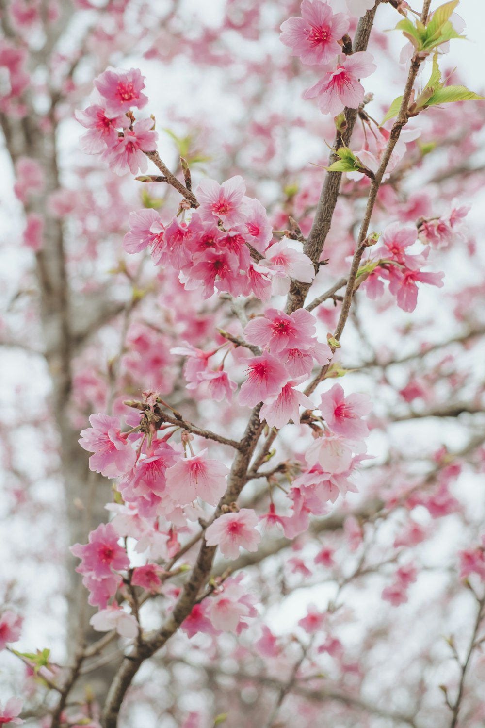 a tree with lots of pink flowers on it