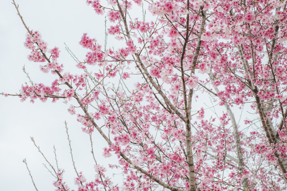 a tree with a lot of pink flowers on it