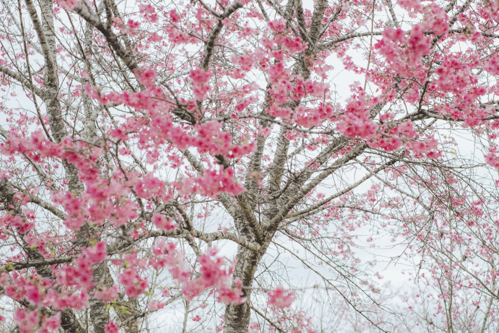 a tree with pink flowers in the rain