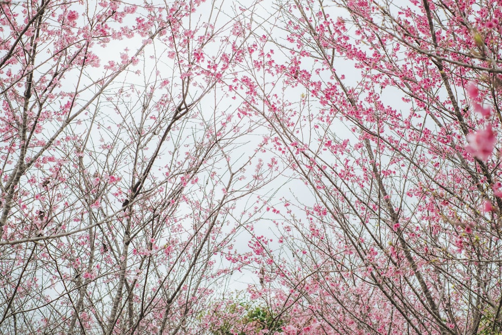 a tree filled with lots of pink flowers