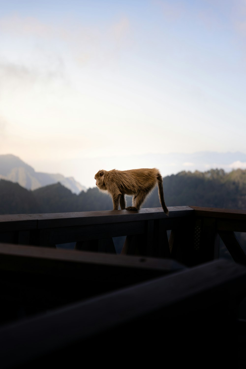 a monkey standing on top of a wooden fence
