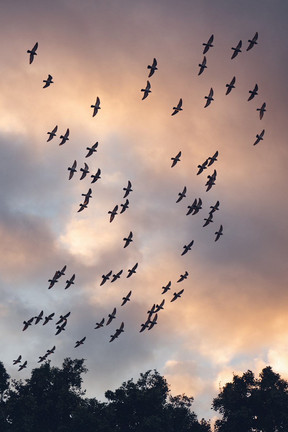 a flock of birds flying through a cloudy sky