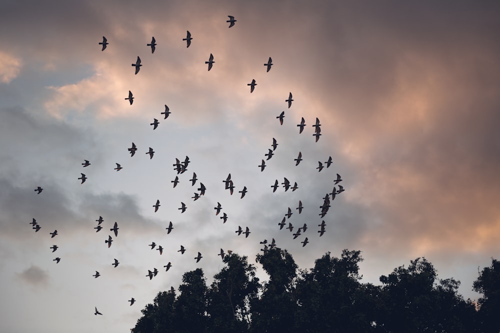 a flock of birds flying through a cloudy sky