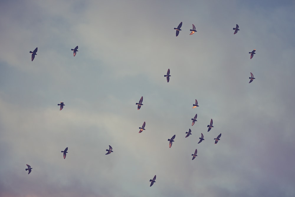 a flock of birds flying through a cloudy sky