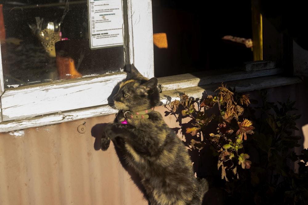 a cat standing on its hind legs in front of a window