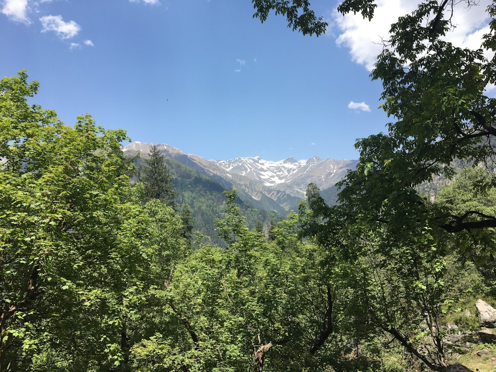 a view of a mountain range through the trees