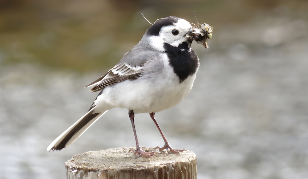 um pássaro preto e branco com um pedaço de comida na boca