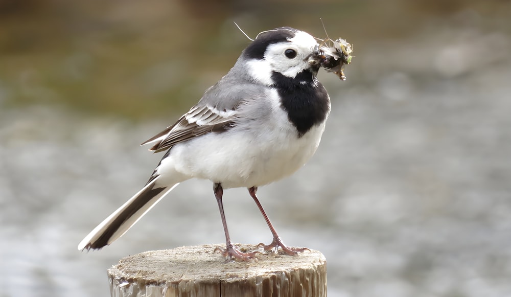 Ein schwarz-weißer Vogel mit einem Stück Futter im Maul