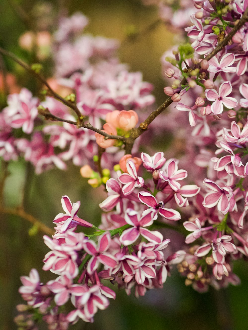 a close up of a bunch of purple flowers