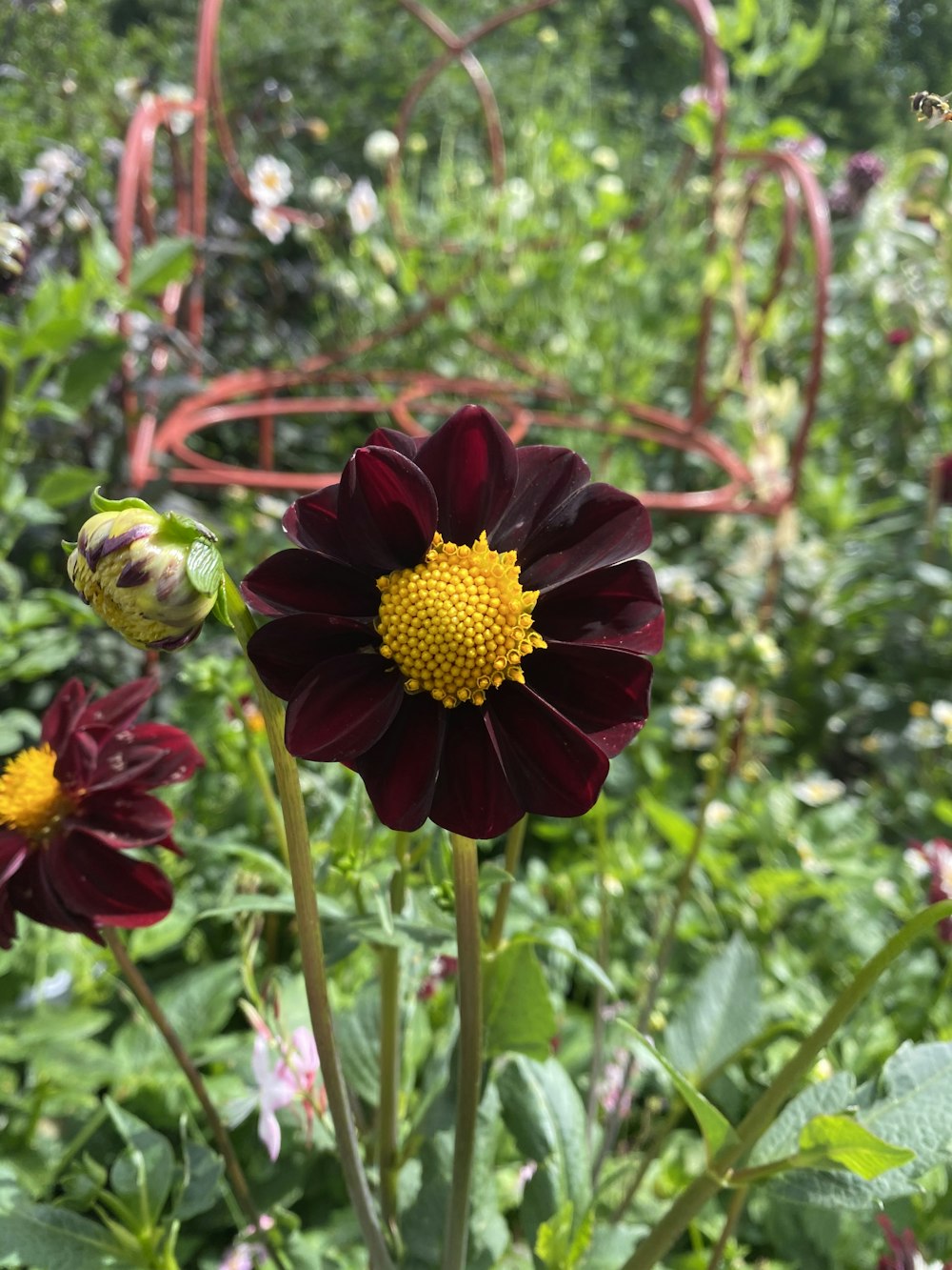 eine Nahaufnahme einer Blume in der Nähe vieler anderer Blumen