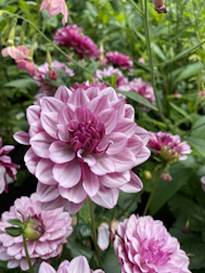 Soft pink dahlias clustered together, showcasing delicate petals.