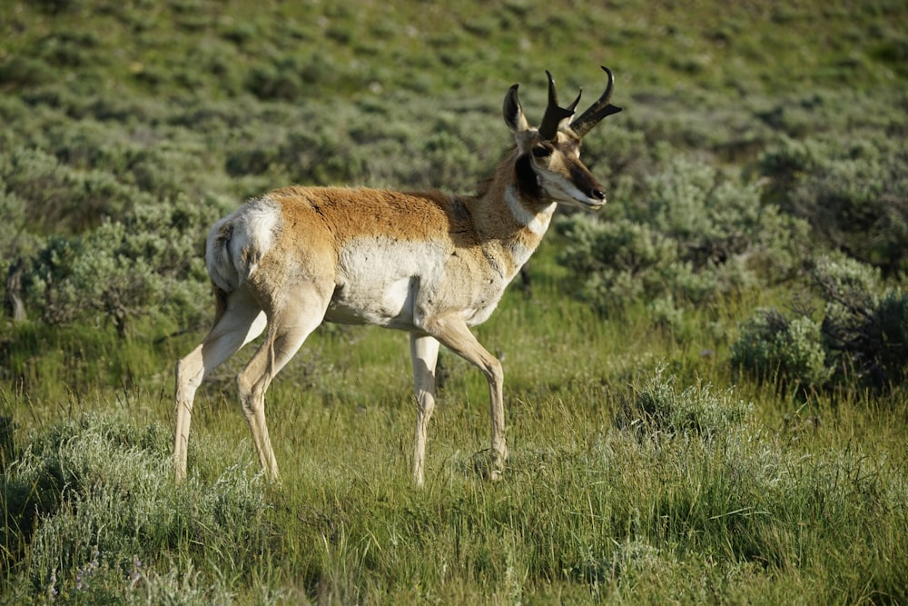 an antelope standing in a field of tall grass