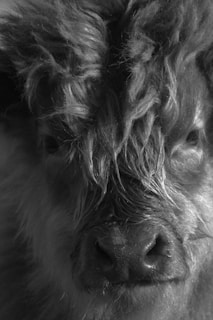 A close-up of a wild haggis showing its unique fur.