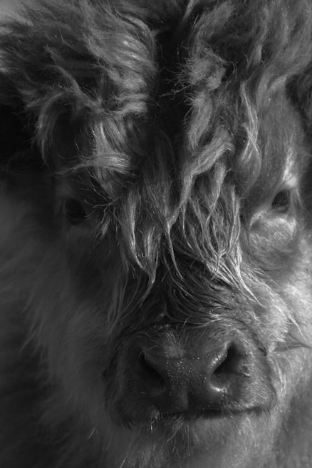 A close-up of a wild haggis showing its unique fur.