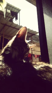 A fashionable cat wearing a soft, warm jumper sitting by a window with sunlight.