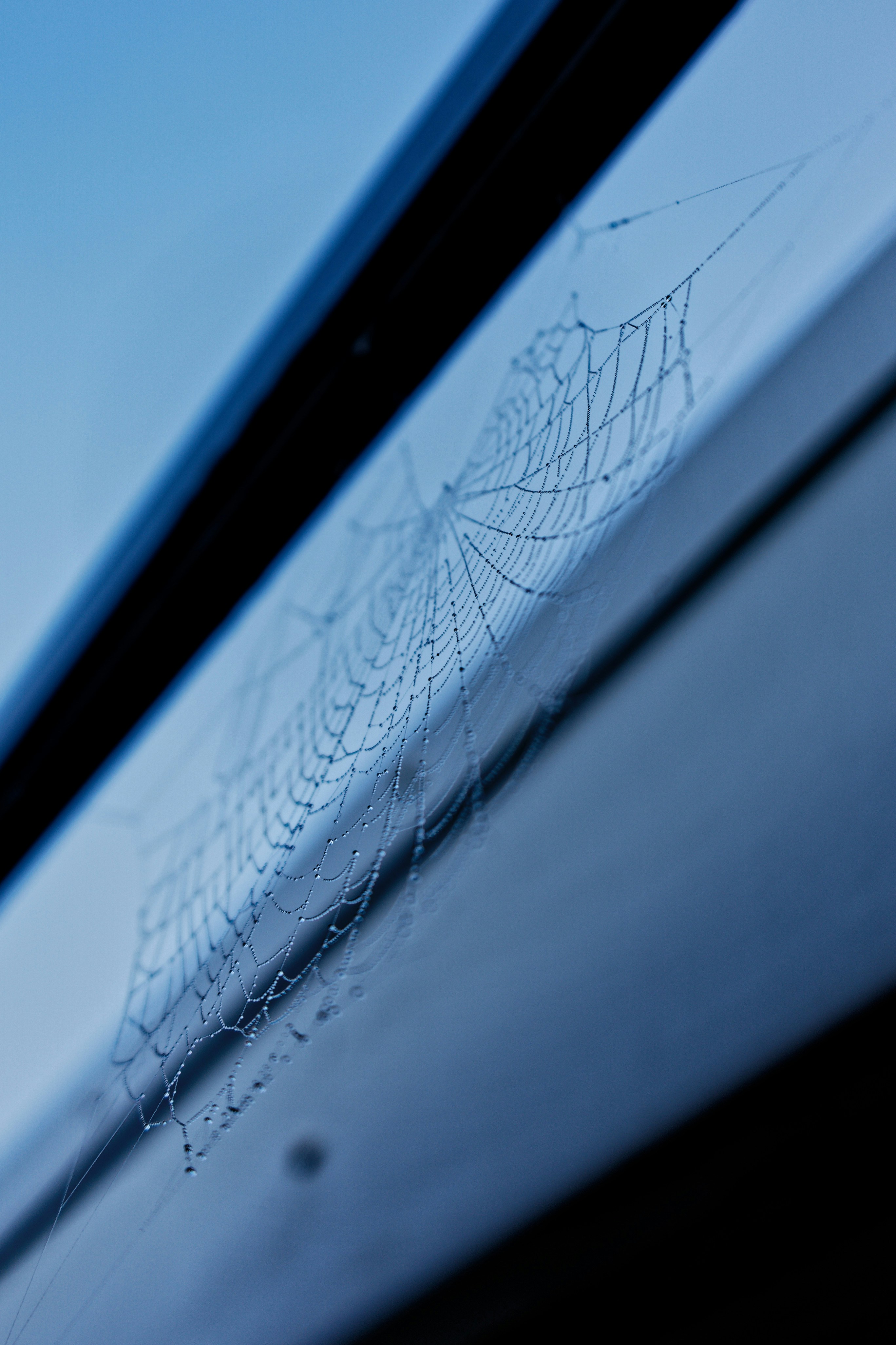 Professional applying window tint
