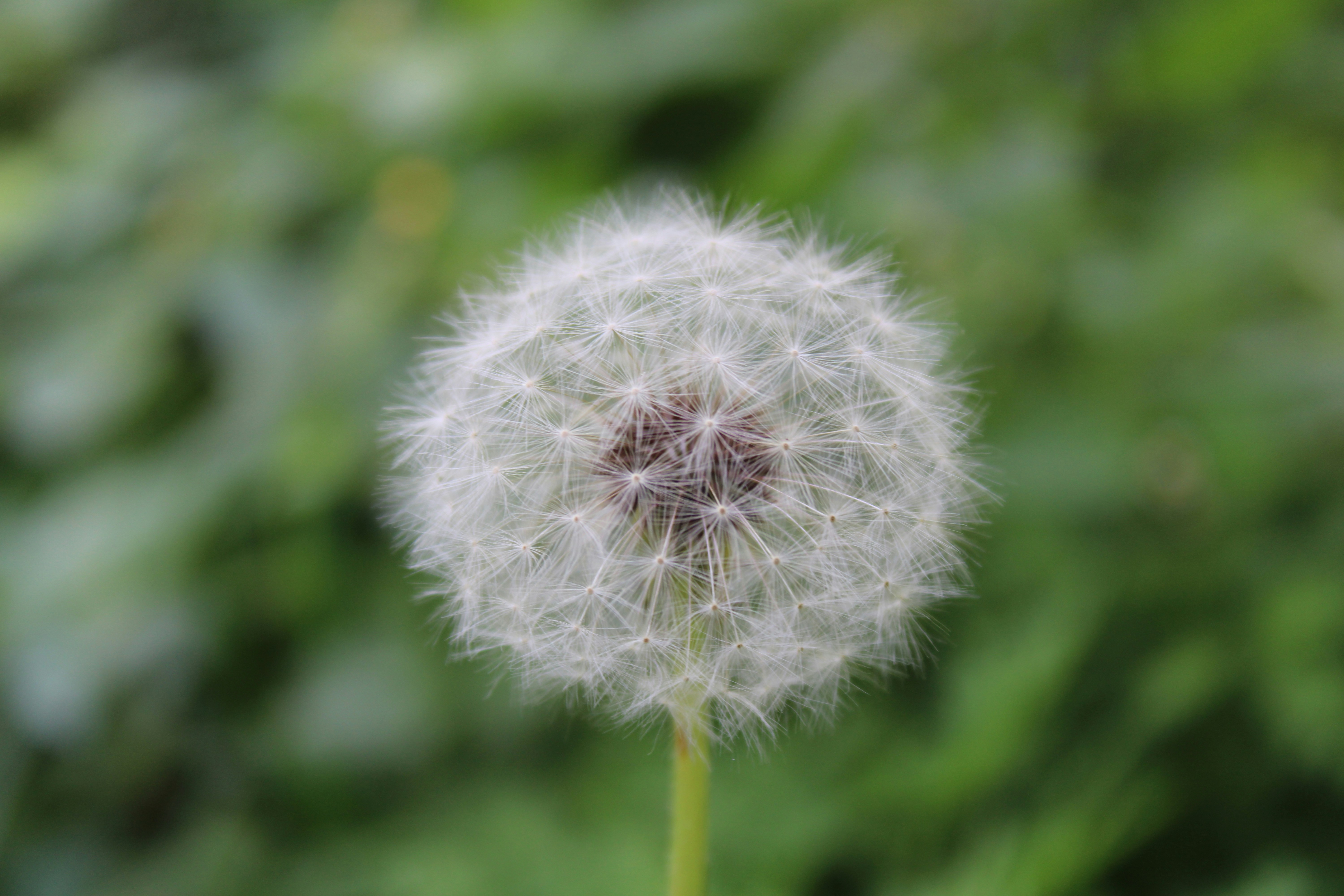 Photo by rashid_hamidov