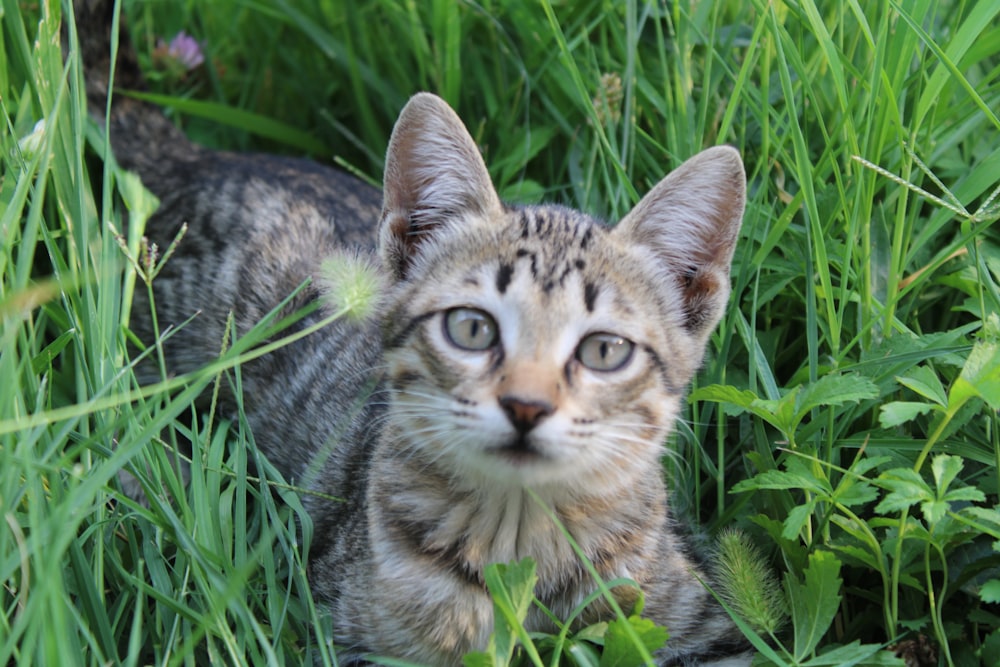 a cat is sitting in the tall grass