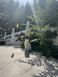 A white cat is sitting on a tiled pathway, partially shaded by the sun. Surrounding the cat are green plants and a decorative stone railing. The sun casts intricate shadows of the leaves on the ground, creating a serene and peaceful atmosphere with rays of sunlight filtering through.