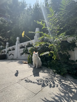 A white cat is sitting on a tiled pathway, partially shaded by the sun. Surrounding the cat are green plants and a decorative stone railing. The sun casts intricate shadows of the leaves on the ground, creating a serene and peaceful atmosphere with rays of sunlight filtering through.