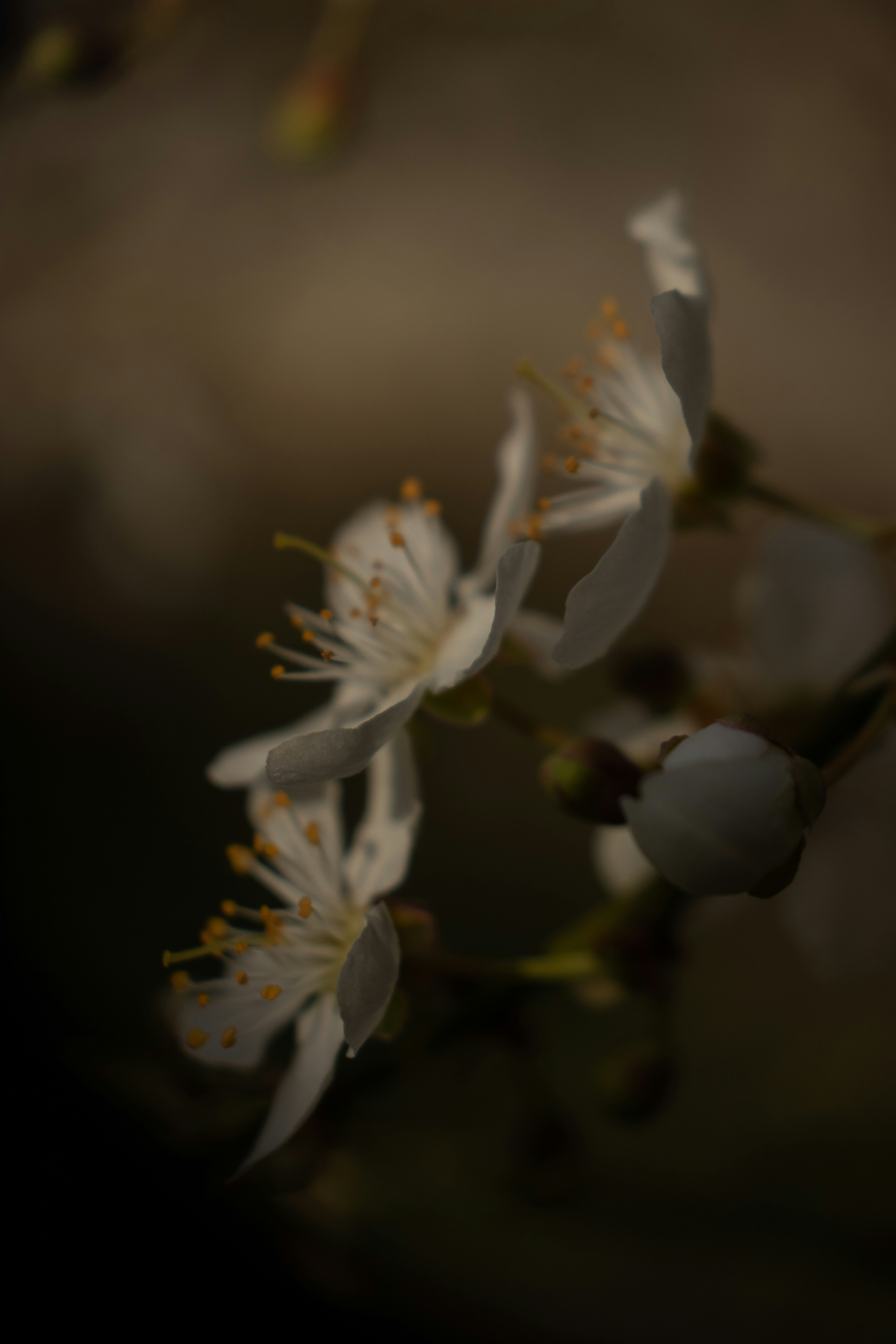 Photo by fridaflowers
