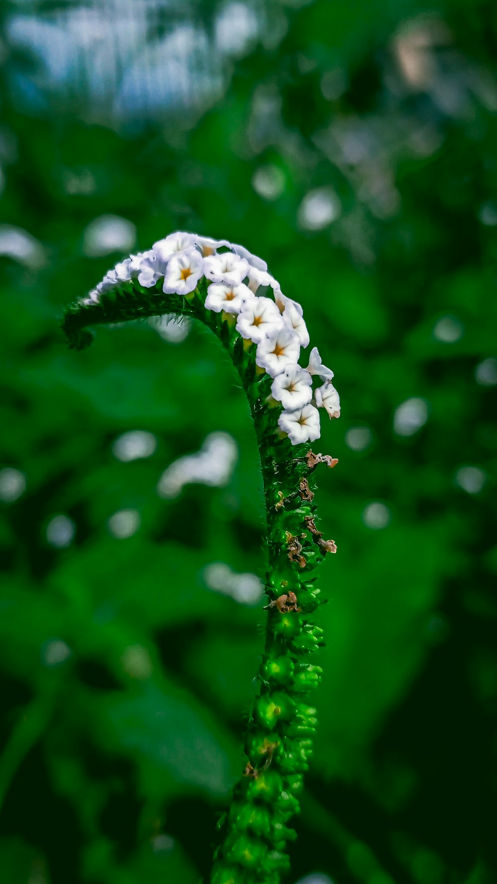 a close up of a white flower on a green plant