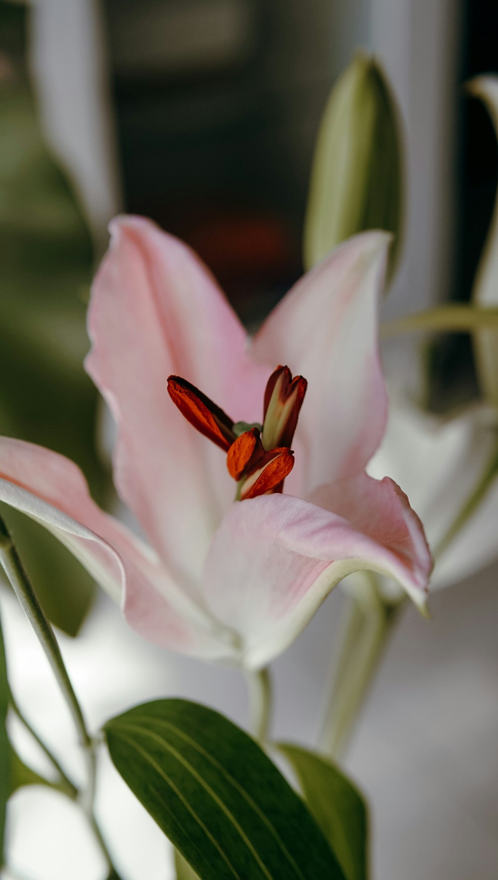 a close up of a pink flower with green leaves