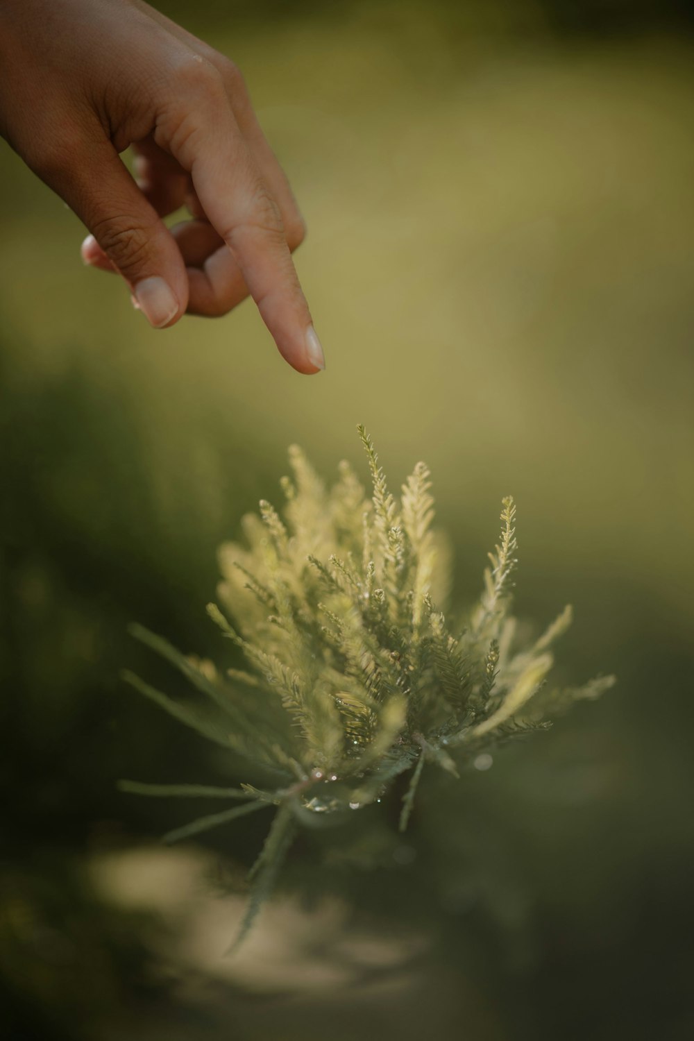 a person's hand reaching for a flower